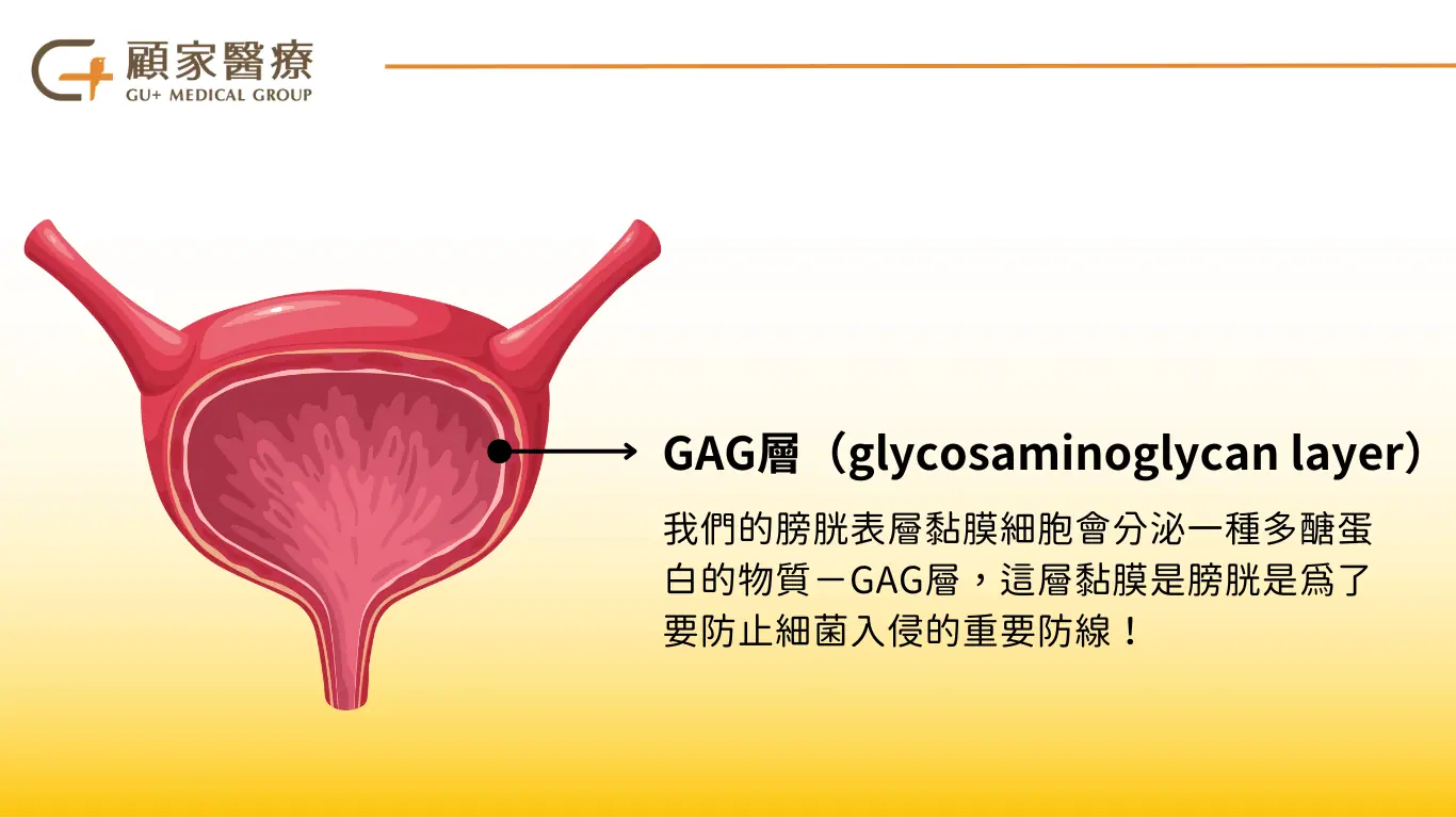 顧家醫療－膀胱內保護層GAG層介紹