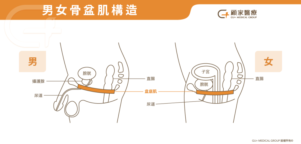 女性為什麼會漏尿?5大原因一次看!